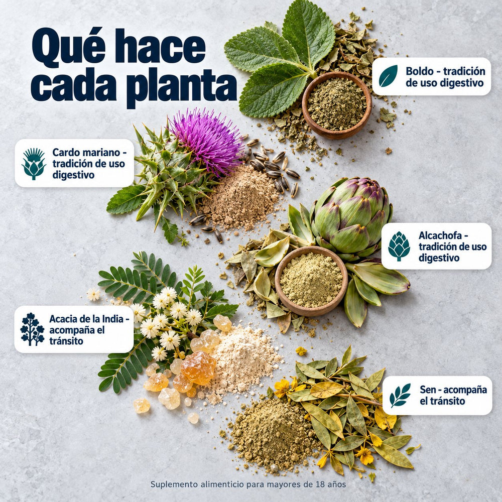 Qué hace cada planta: boldo, cardo mariano, alcachofa, acacia de la India y sen